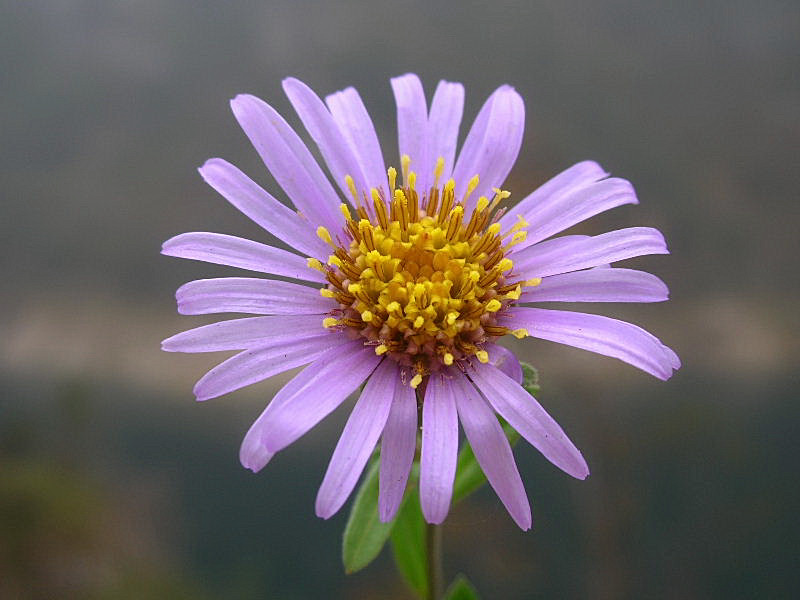 Aster amellus / Amello / Astro di Virgilio